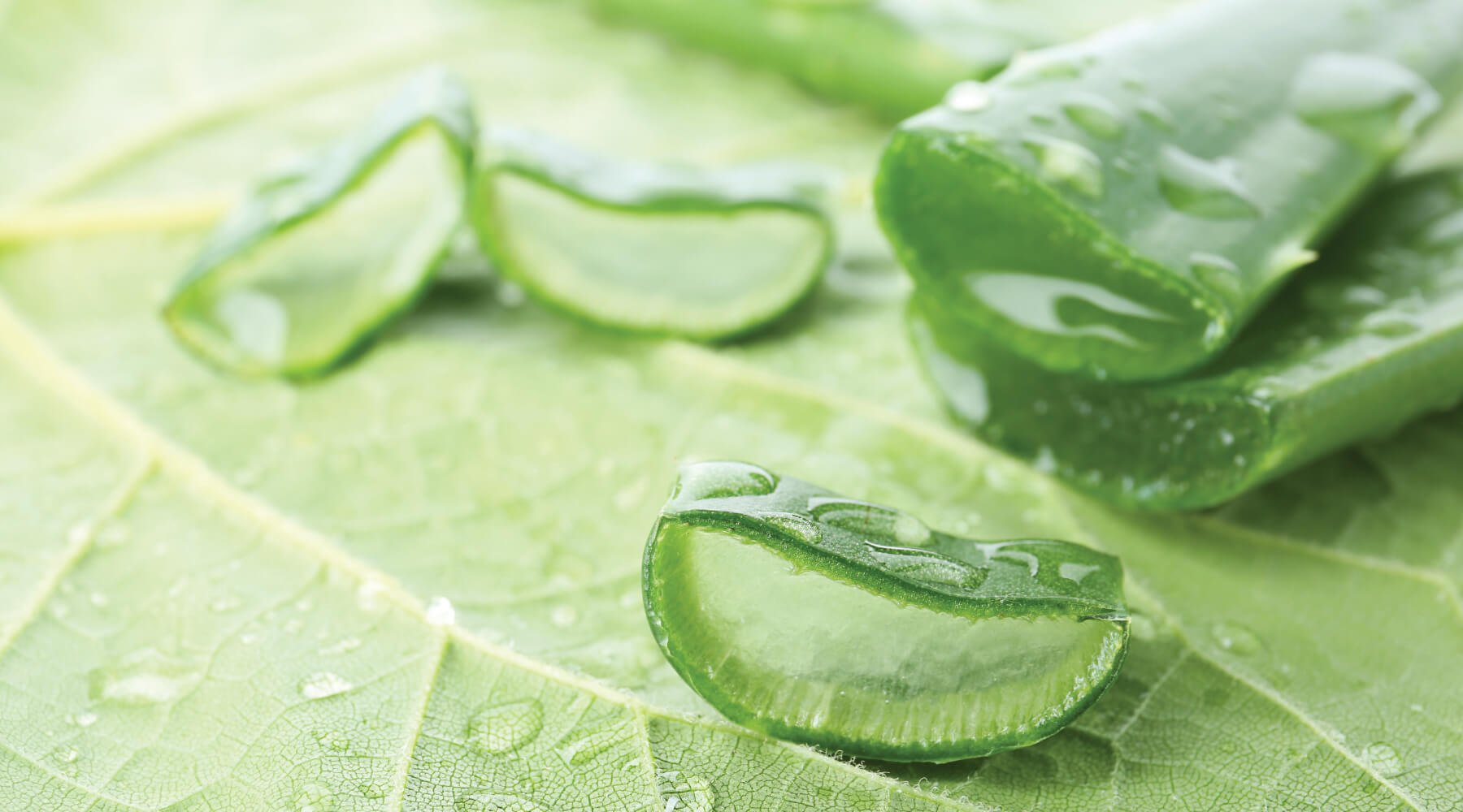Finding Comfort: Exploring Aloe Vera for IC Relief - Natural Approach