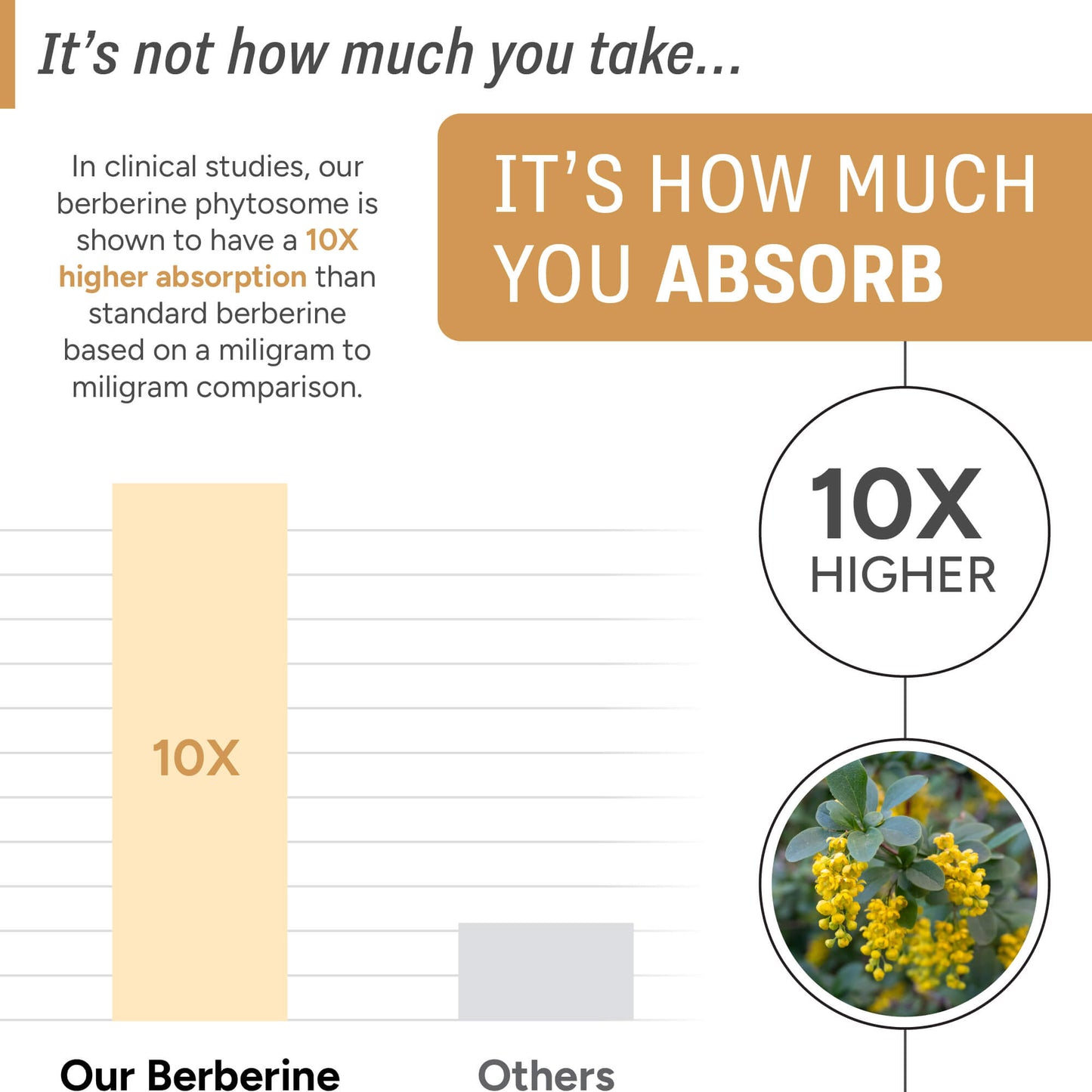 Berberine | 10x Higher Absorption - Natural Approach