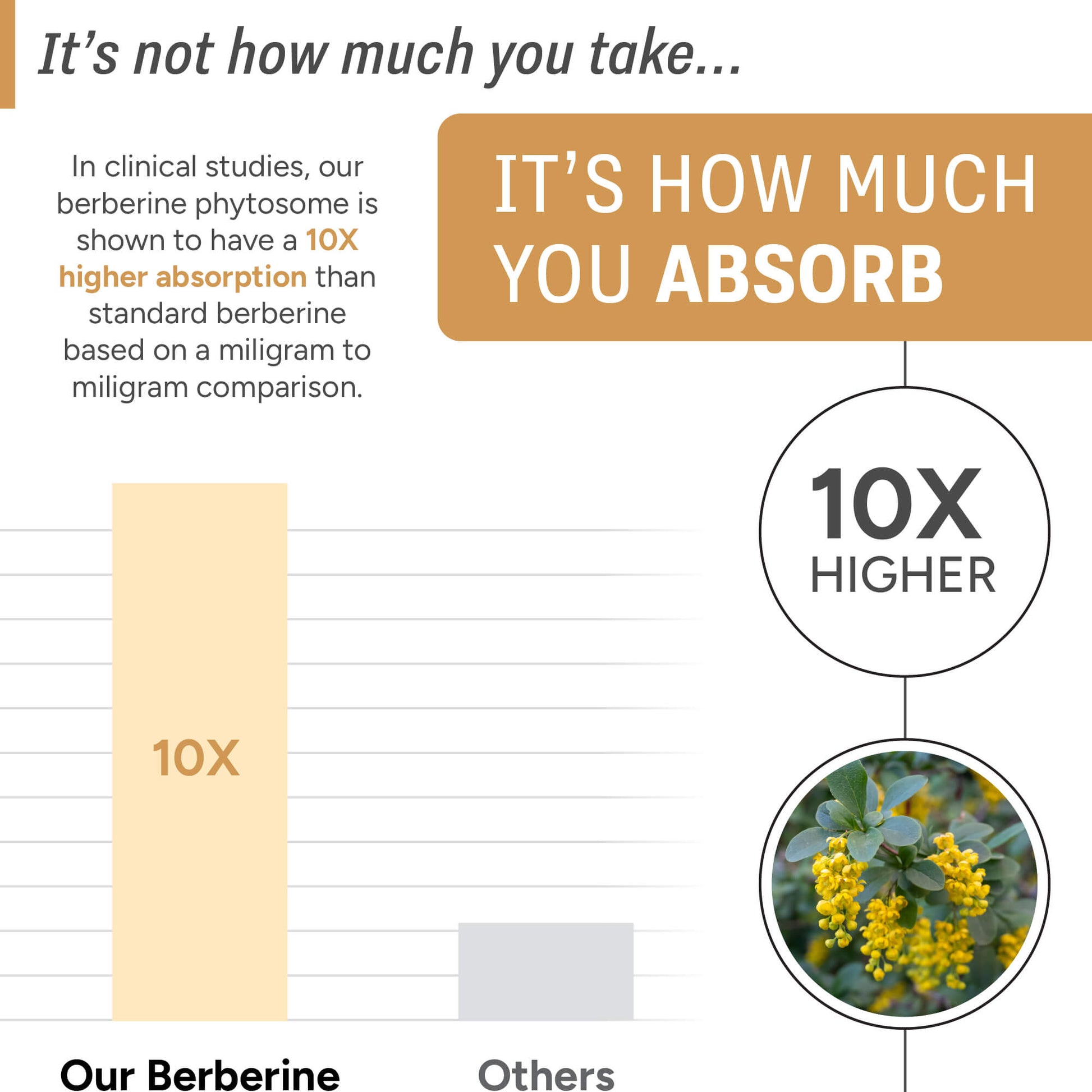 Berberine | 10x Higher Absorption - Natural Approach