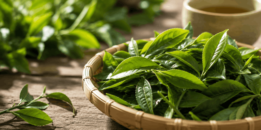 Green tea leaves representing L-theanine, a calming amino acid.