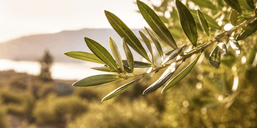 Olive leaf branch representing olive leaf extract and oleuropein.