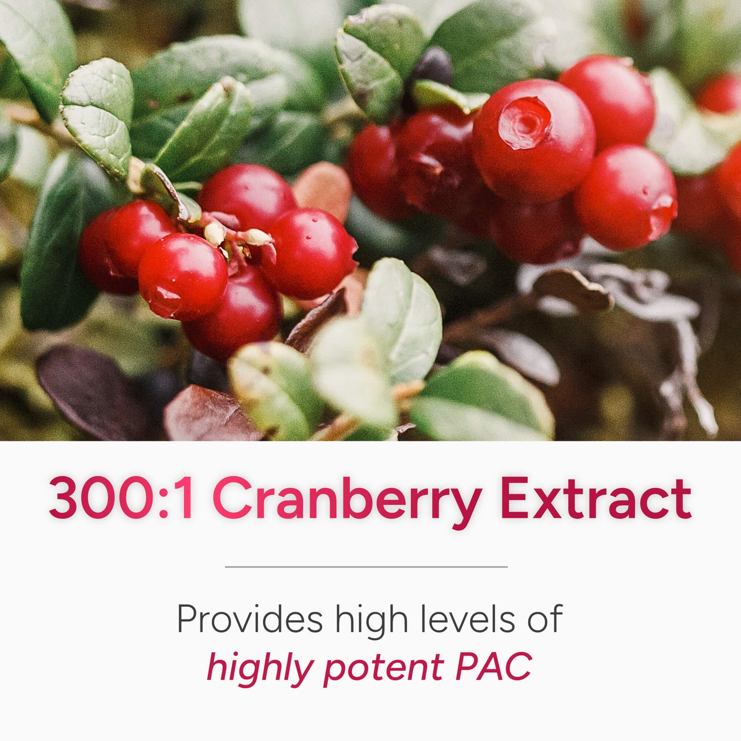 PRVNT® | Urinary Tract Defense with Cranberry, Probiotics and D - Mannose - Natural Approach