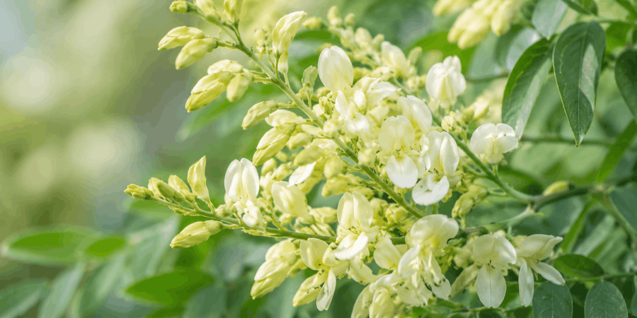 Sophora japonica flowers, a botanical source of quercetin.